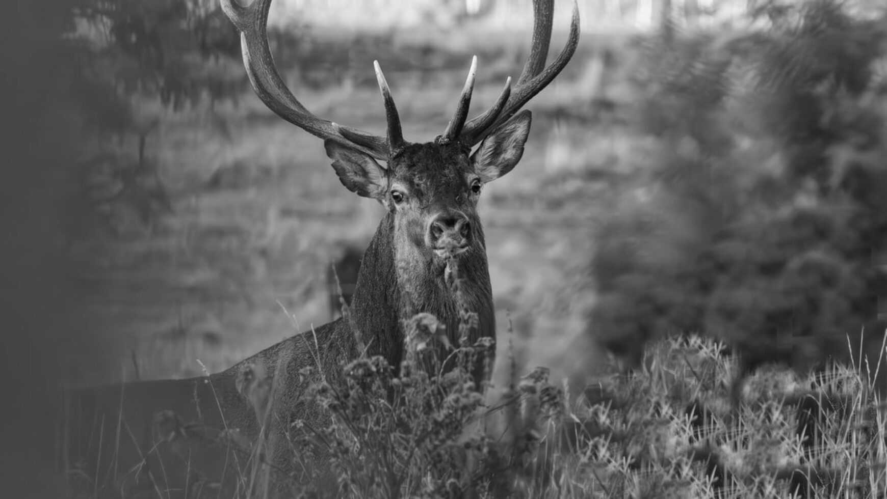 L’album « Brame du cerf dans le Cézallier » de notre ami Jean-Paul Rickelin – 2024