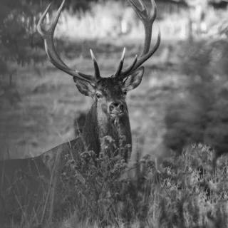 🦌 Comme tous les ans et à notre plus grand bonheur, notre Ami Jean-Paul Rickelin partage avec nous son RDV annuel avec notre roi de la forêt cezalliène 😊

Des conditions météo difficiles, ont certainement perturbé le bon déroulement de ce rendez-vous annuel incontournable... Un constat toutefois, il a noté une présence intéressante de cerfs qui lui aura permis de belles rencontres, mais cela au détriment des biches, en petit nombre 😔

Crédits Photos ©Jean-Paul Rickelin

#bramecerf #cezallier #cerfs #biches #lesamisduvieilallanche